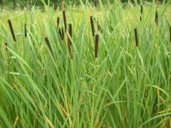 cattail