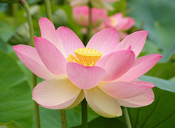 lotus