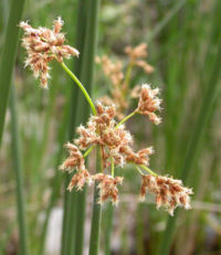 bulrush