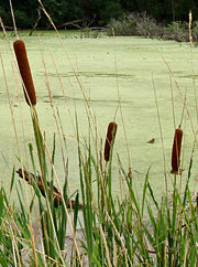 cattail