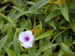 water spinach