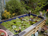 After seasoning, the water is ready for plants and fish